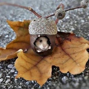 Meet your Posher, Marion